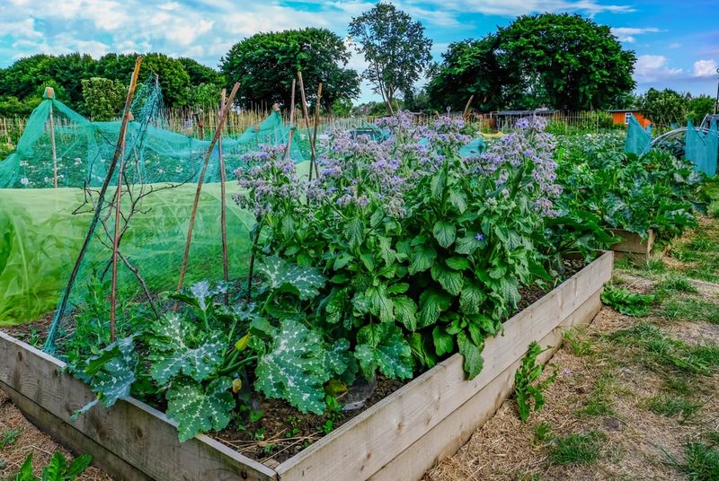 Zucchini and Borage
