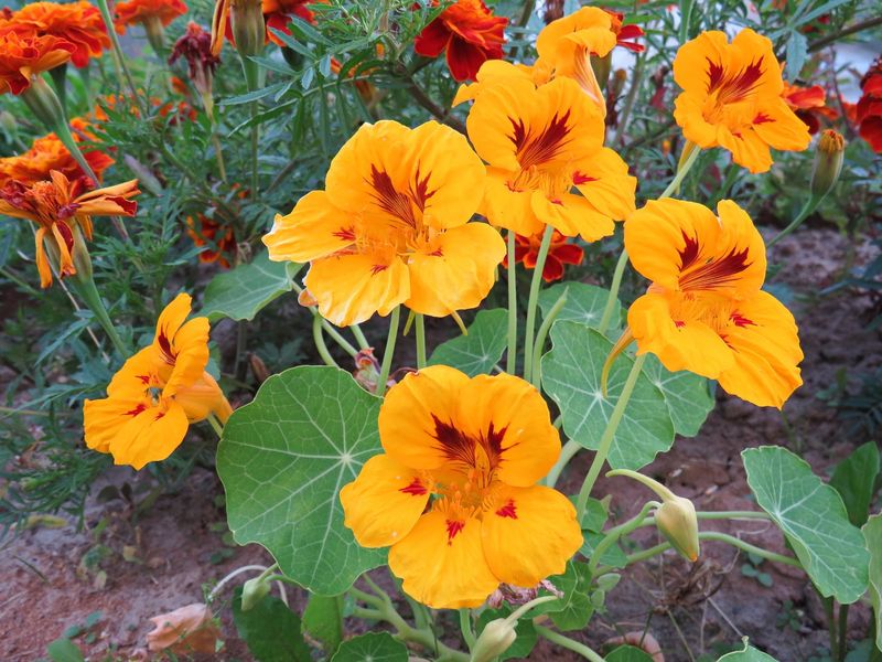 Nasturtiums