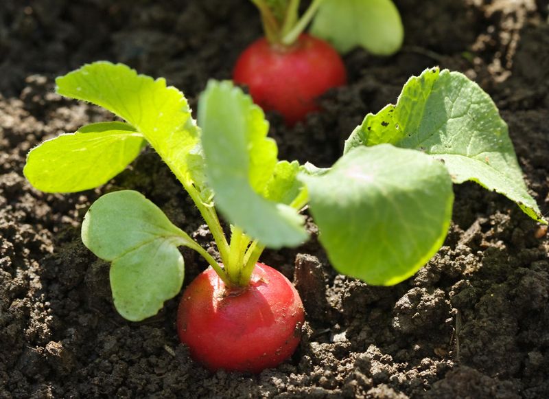 Radishes (20-30 days) – The fastest crop you can grow!