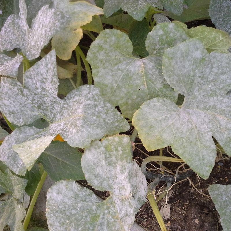 Squash Creates Mildew Problems