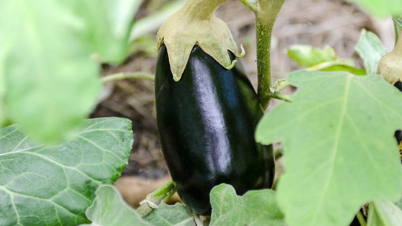Eggplant – 1 per square