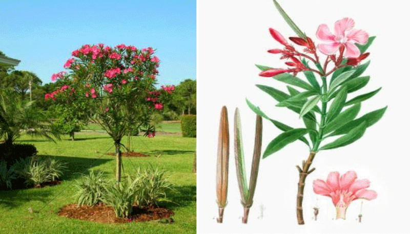 Medicinal Research Potential