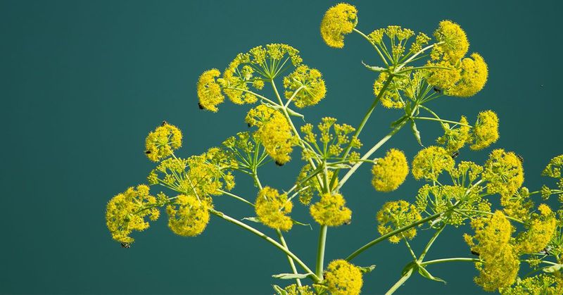 Asafoetida Plant