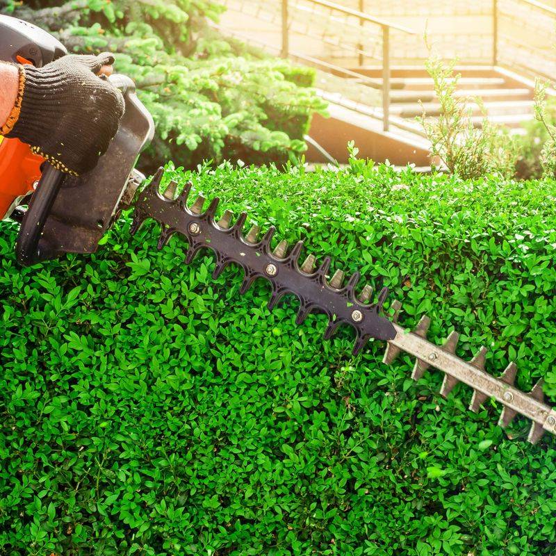 Over-trimming Hedges