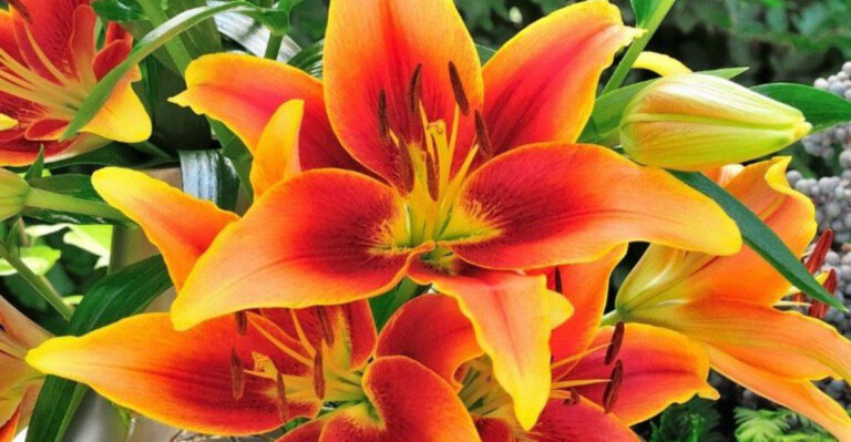 Cutting Garden: The Best 15 Plants to Grow for Endless Blooms