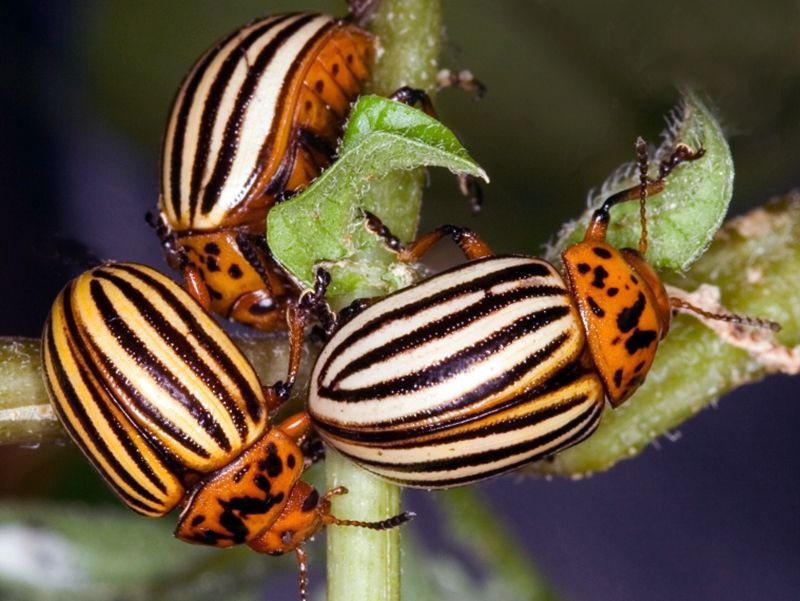 Colorado Potato Beetles