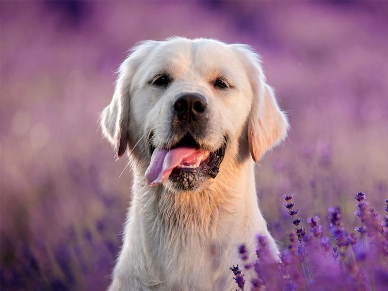 Natural Sleep Aid for Pets