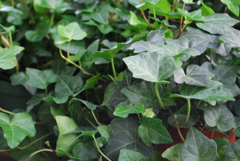 English Ivy
