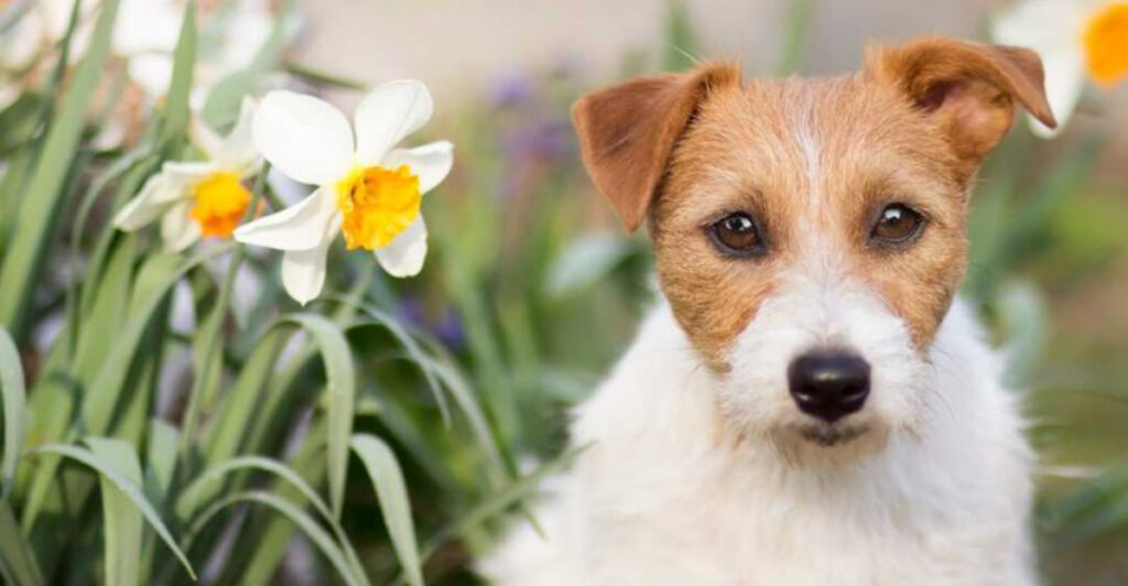 Daffodils Can Poison Your Dog – Watch for These 10 Shocking Signs