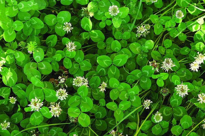 White Clover (Trifolium repens)