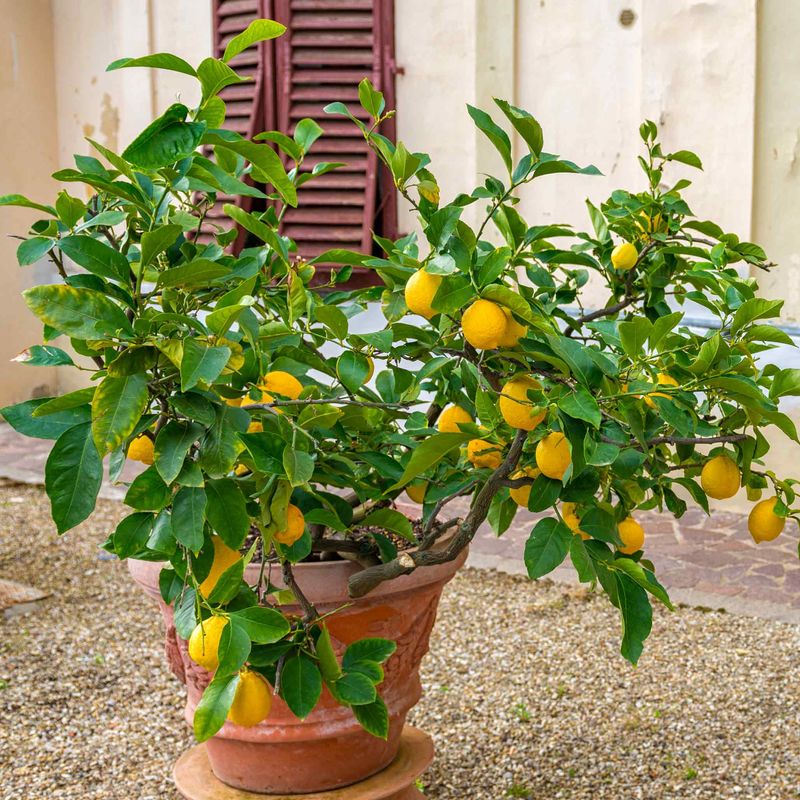 Citrus Trees (Potted Meyer Lemon, etc.)