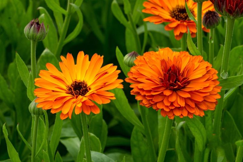 Calendulas