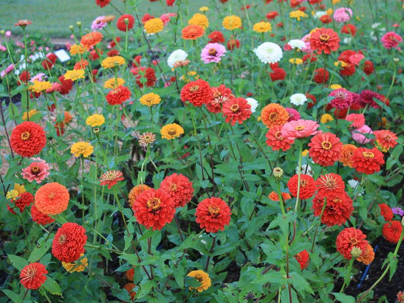 Zinnias