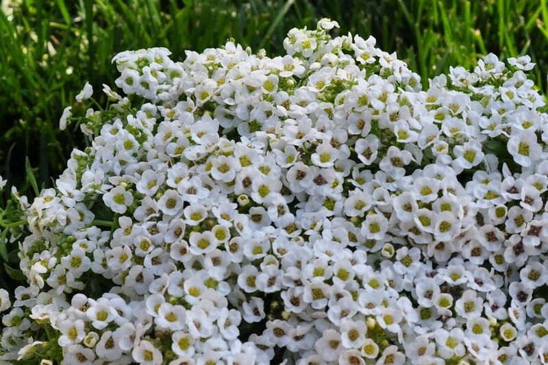 Alyssum
