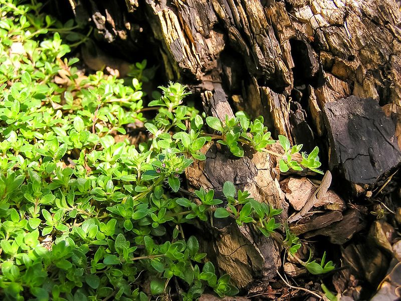 Creeping Thyme