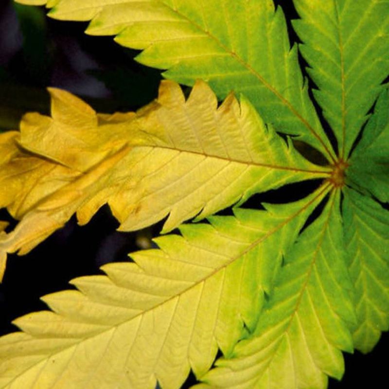 Nutrient Deficiencies