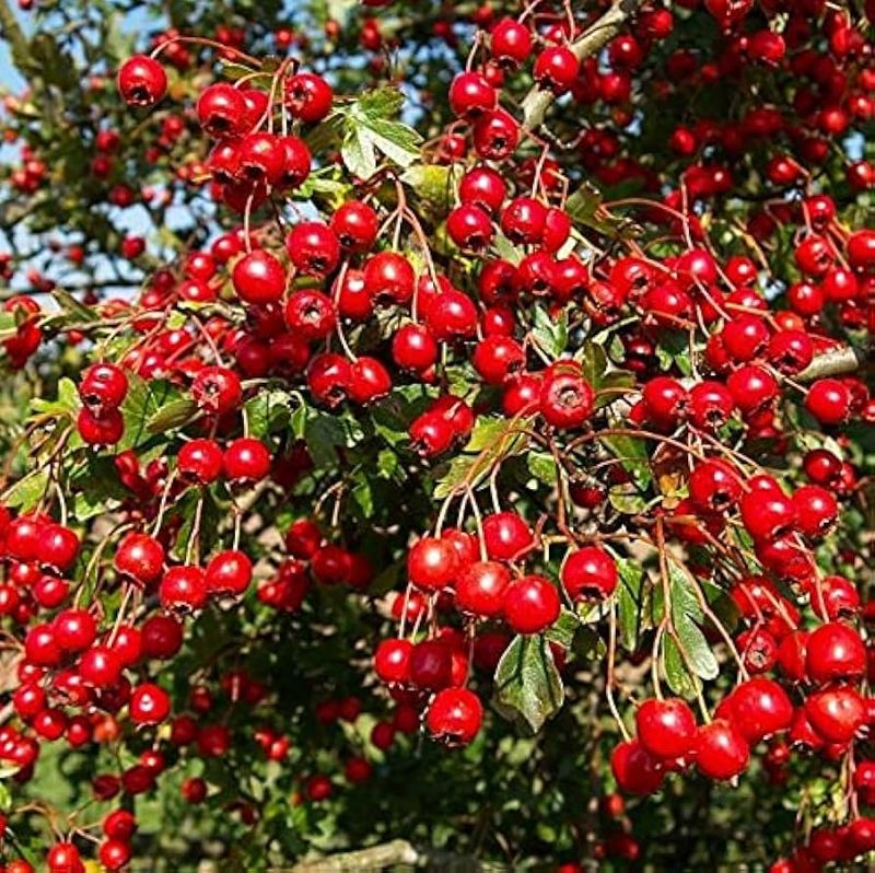 Chinese Hawthorn