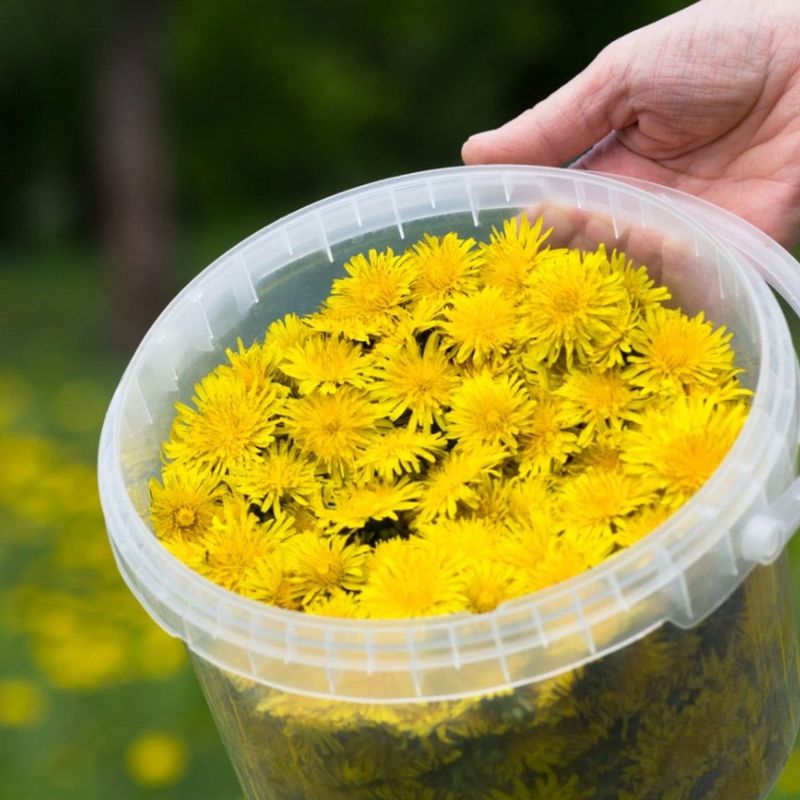 Dandelion Fertilizer