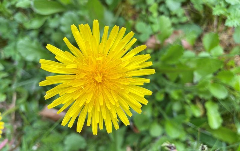Dandelion Oil