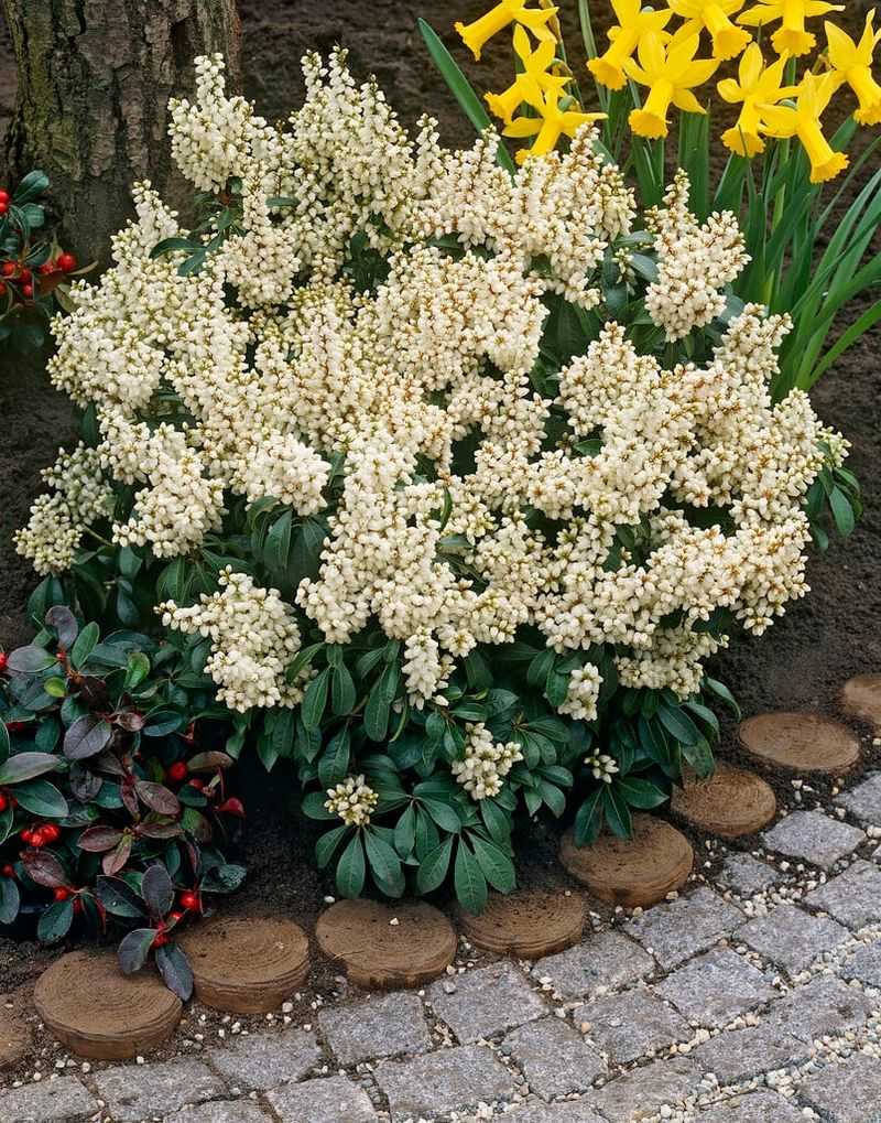 Pieris