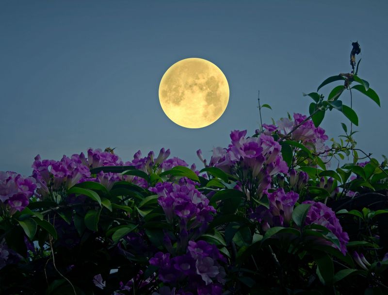 Pisces Moon Planting