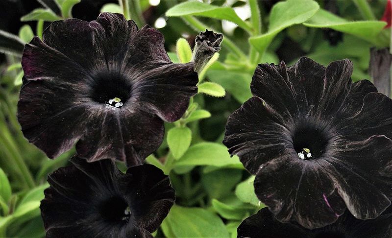 Black Velvet Petunia