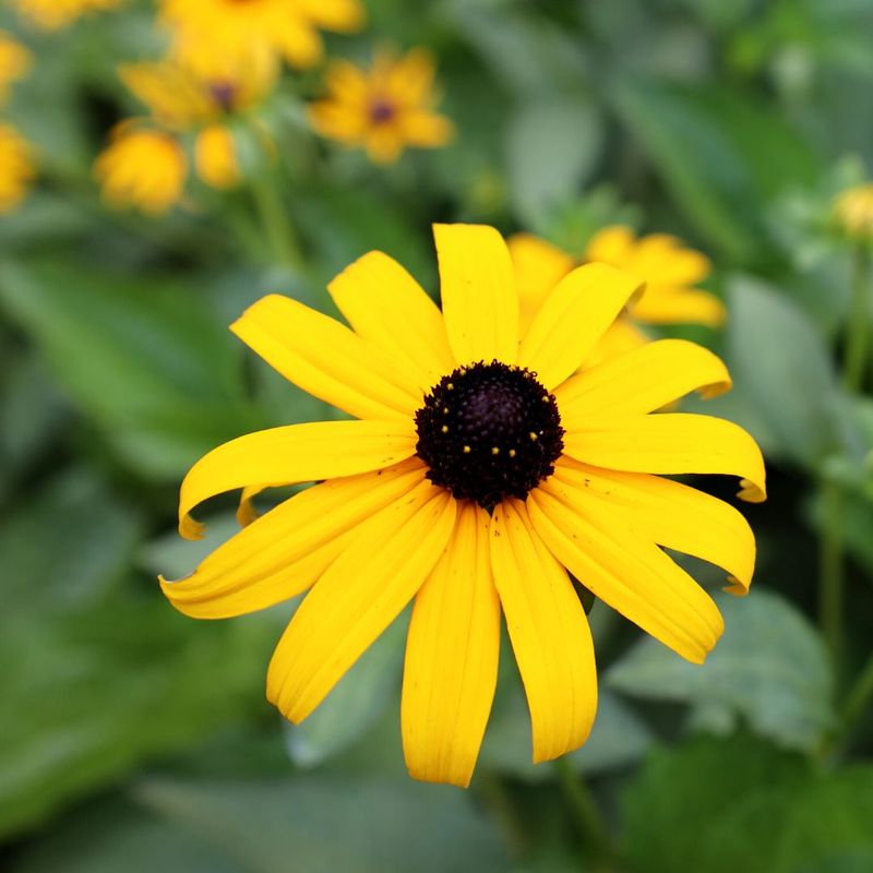 Black-eyed Susan