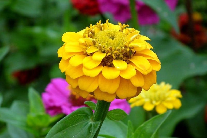 Zinnias