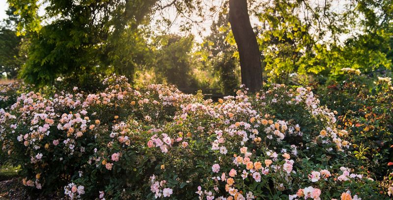 Groundcover Roses (Rosa spp.)
