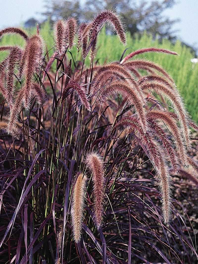Ornamental Grasses (Miscanthus, Pennisetum)