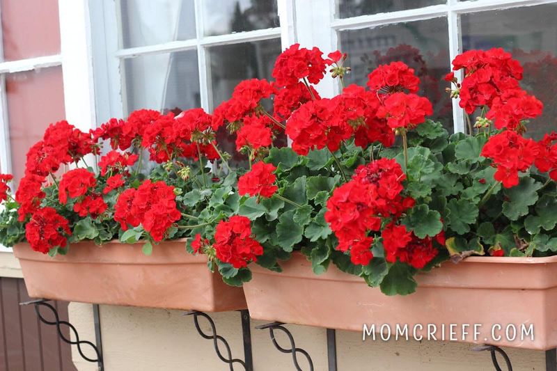 Geraniums (Pelargonium)