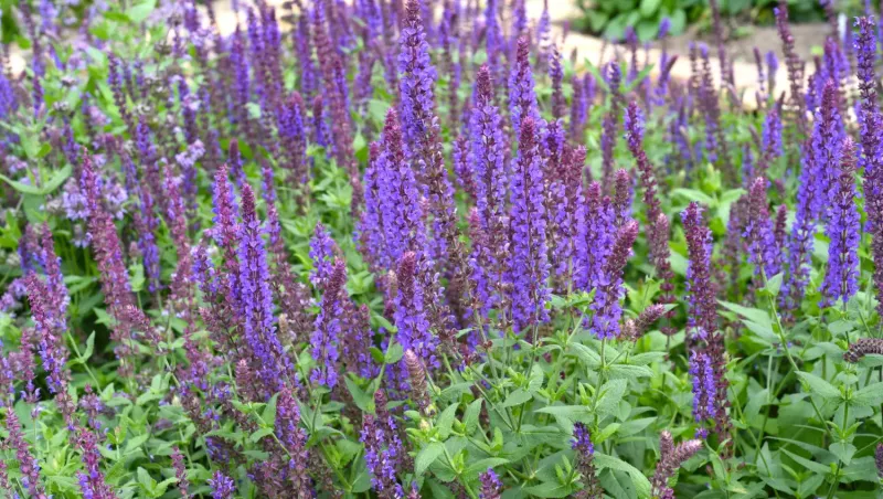Salvia