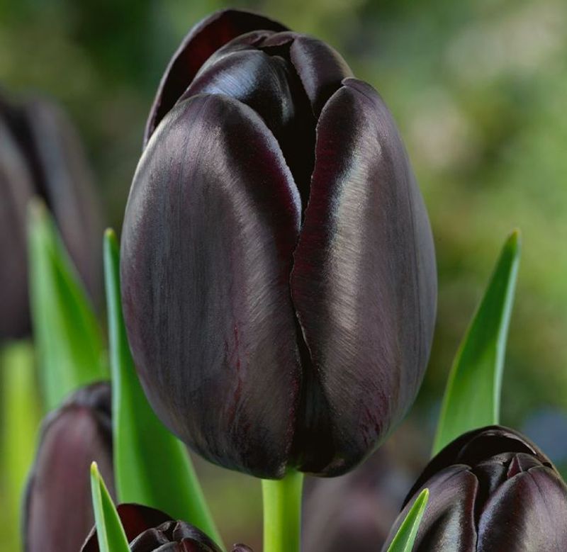 Tulip ‘Café Noir’
