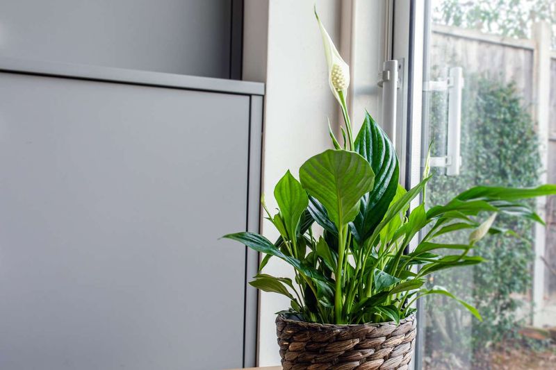 Peace Lily (Spathiphyllum)