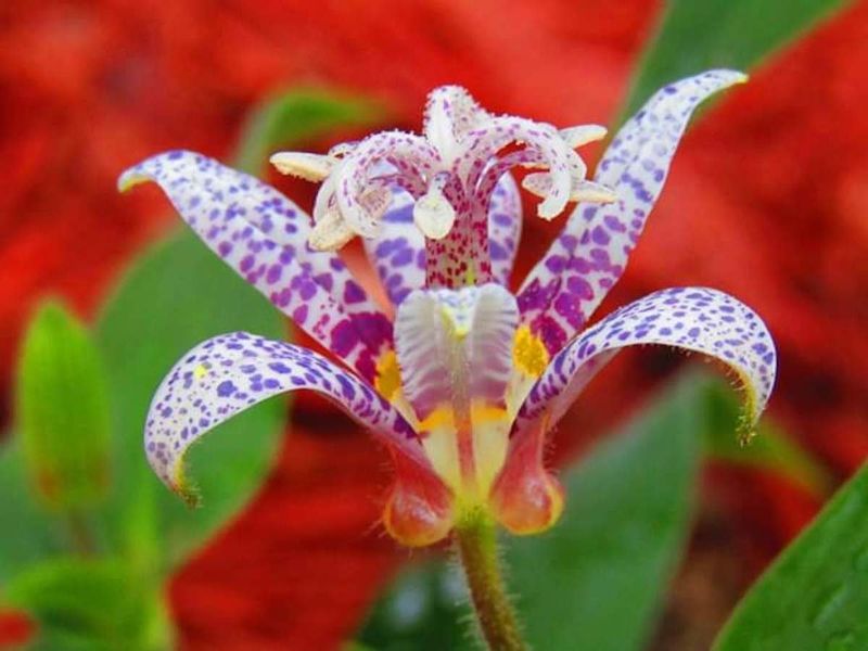 Toad Lily (Tricyrtis)