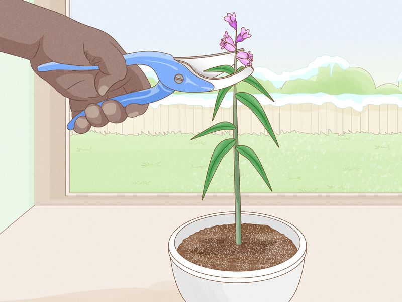 Cut Back in Late Fall or Early Spring