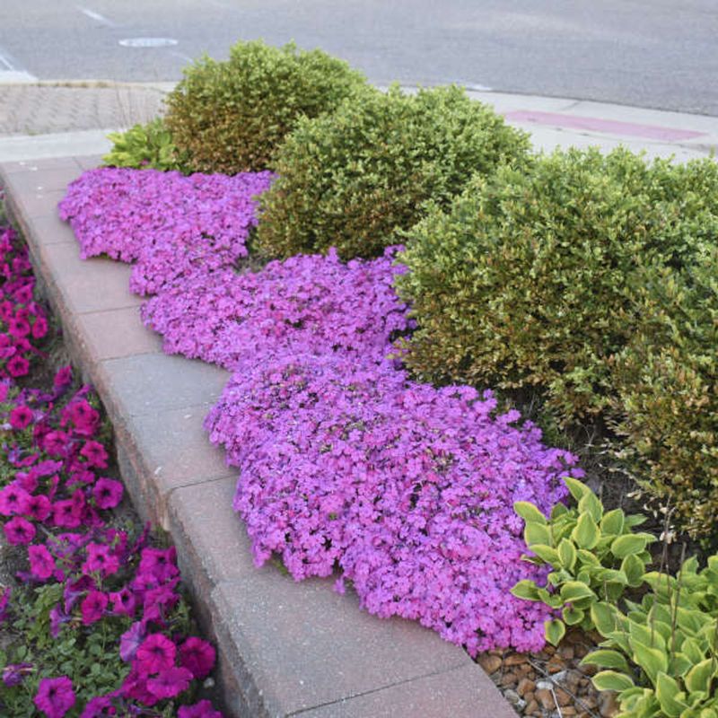 Trim Back Straggly Growth