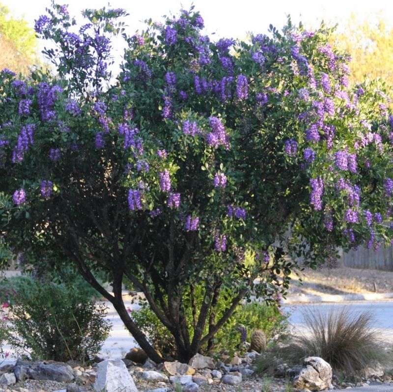 Texas Mountain Laurel (Sophora secundiflora) – Purple grape-scented flowers.