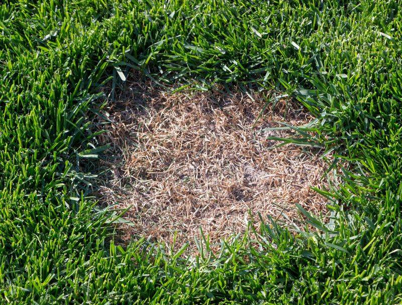 Reviving Dormant Lawns