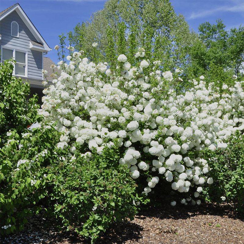 Snowball Bush
