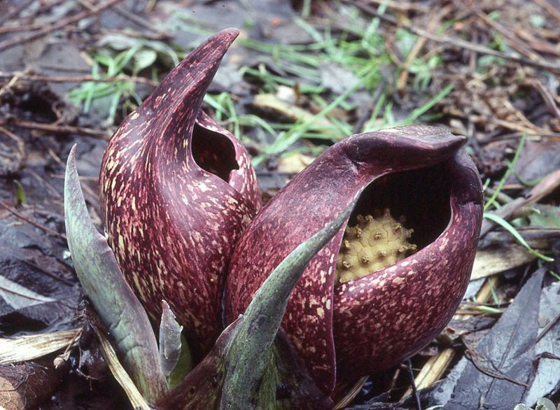 Skunk Cabbage (Symplocarpus foetidus)
