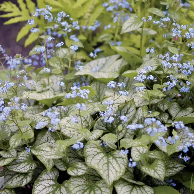 Brunnera
