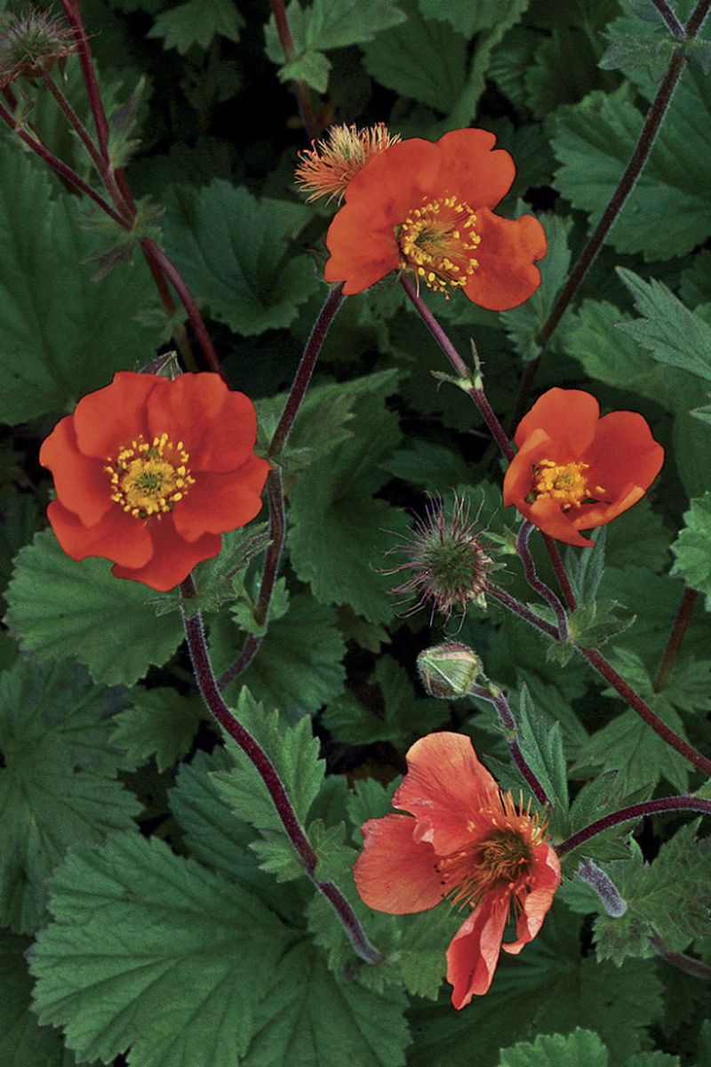 Geum
