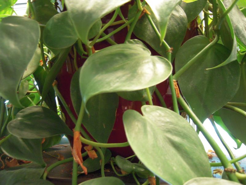 Philodendron