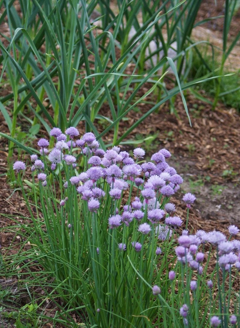 Chives