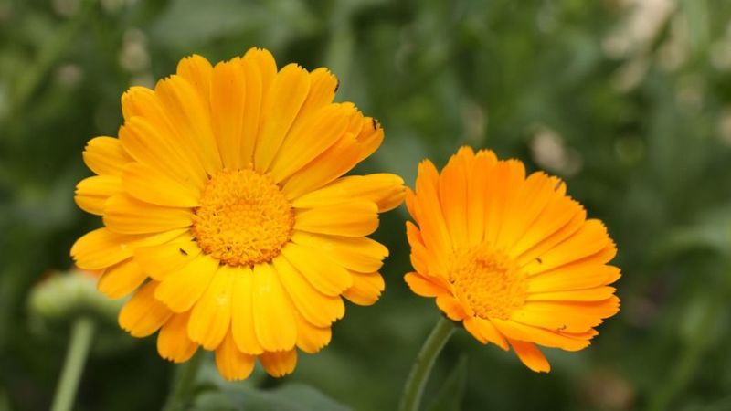 Calendula (Calendula officinalis)