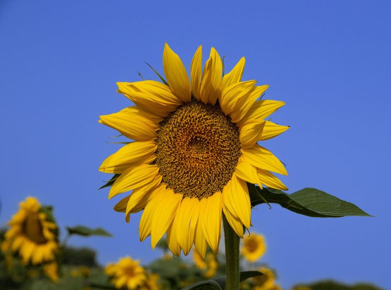 Sunflowers Deplete Soil Resources