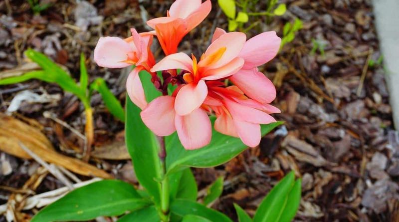 Mulch for Moisture and Weed Control