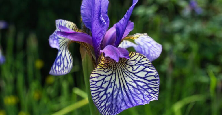 Divide and Conquer: The Iris Hack That Will Transform Your Garden
