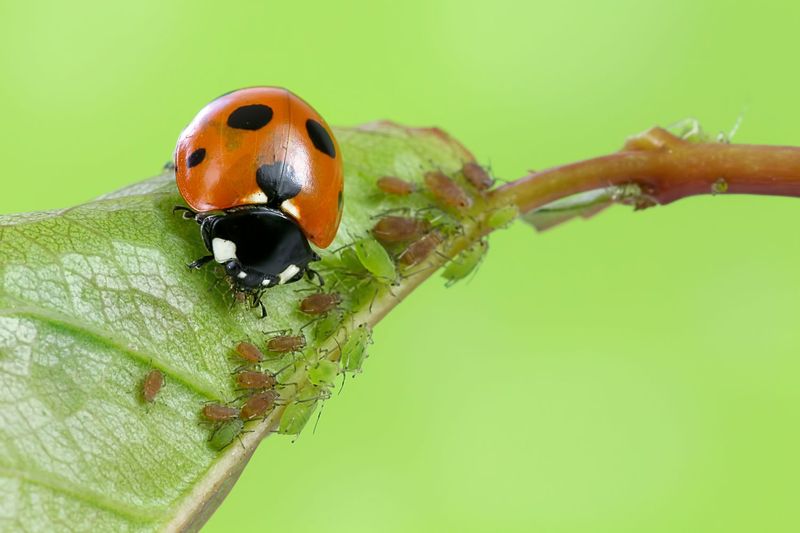 Do Encourage Beneficial Insects (Ladybugs, Bees, Lacewings)